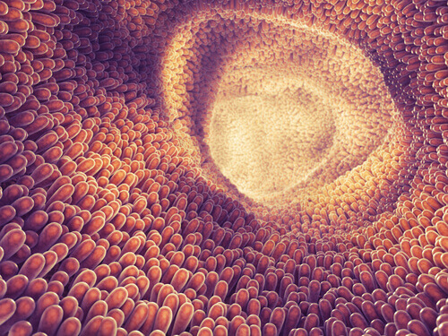 bağırsak parazitlerinin