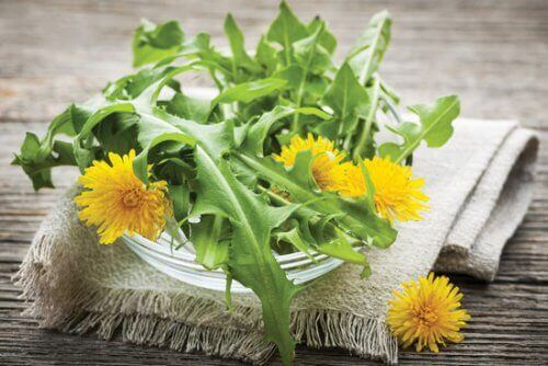 hindiba yaprak ve çiçekleri