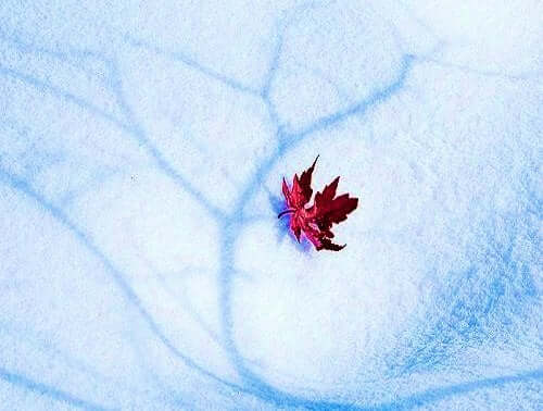 karda kırmızı yaprak