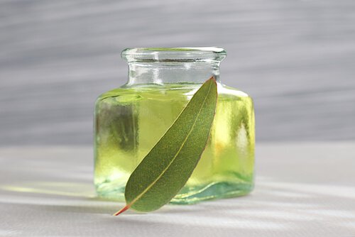 okaliptüs yaprağı