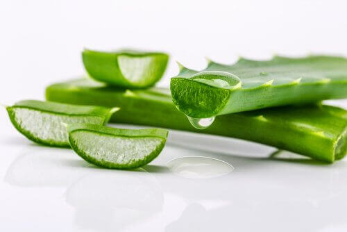sağlıklı saçlar için aloe vera yaprağı