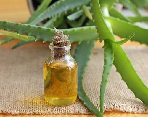 belirgin buklelere sahip olmak için argan yağı ve aloe vera