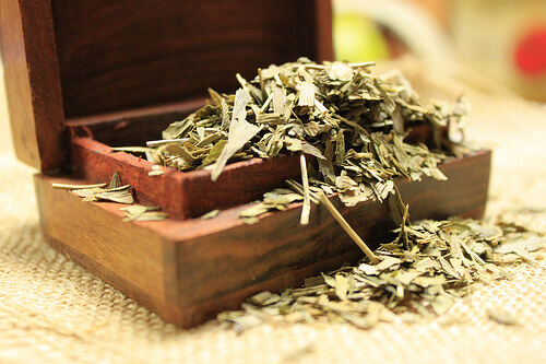 gingko biloba yaprakları