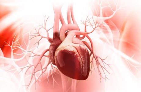 kalp ve damar sağlığı