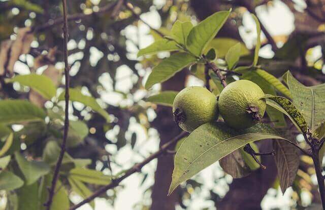 guava meyvesi