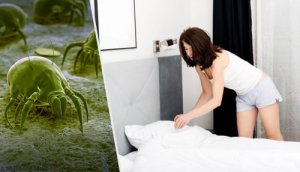 Evdeki Toz Akarlarını Azaltmak için 7 İpucu