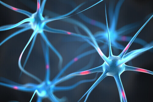 nöron şeması