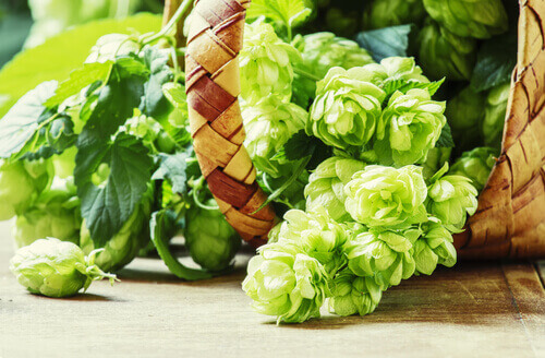 sepette şerbetçi otu