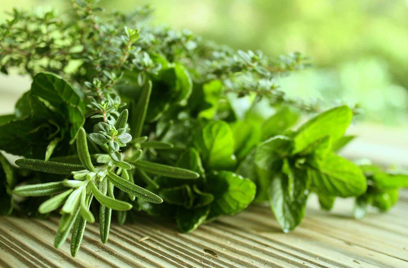 şifalı yeşil bitkiler