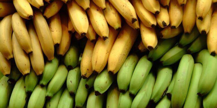 Muz ve Plantain Arasındaki 3 Fark Muz ve Plantain Arasındaki 3 Fark