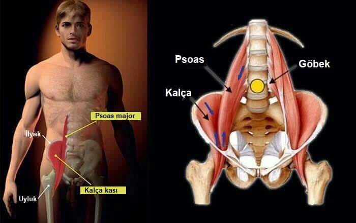 psoas kası ve çevresi