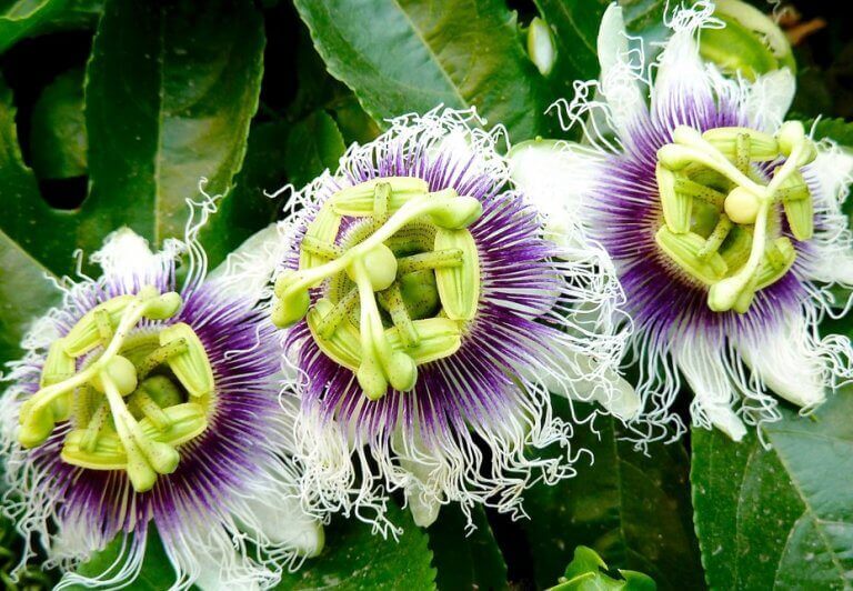 anksiyete (kaygı) bozukluğu için çarkıfelek çiçeği