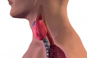 Tiroid Bozukluğunun Belirtileri Nelerdir?