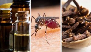 Sinekleri Uzaklaştıran 10 Aroma