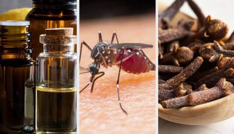 Sinekleri Uzaklaştıran 10 Aroma