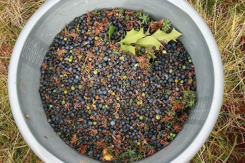 ardıç ağacı tohumu