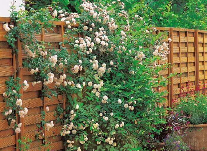 çiçekli sarmaşıklar