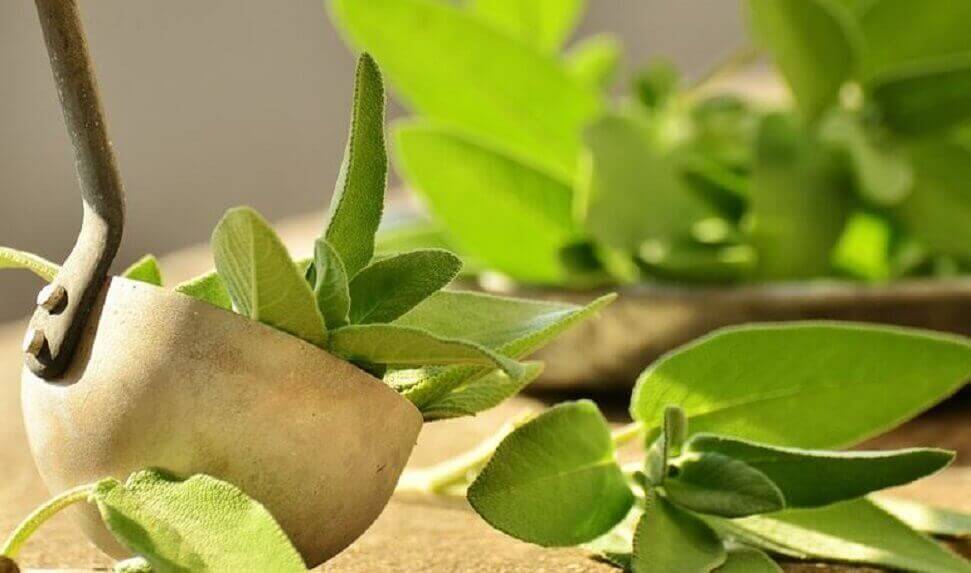 adaçayı yaprakları