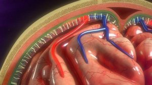 Menenjit Hastalığı Hakkında Genel Bilgiler