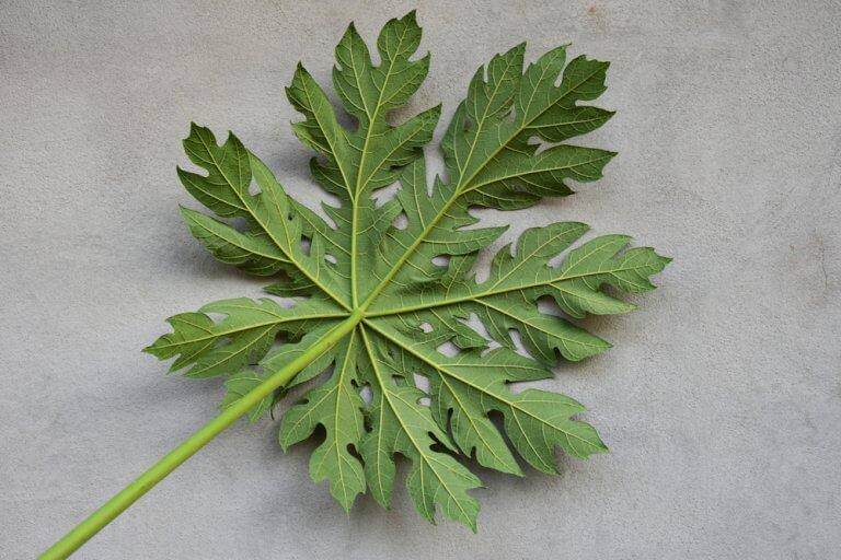 papaya yaprağı