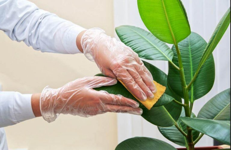 Saksı Bitkilerinin Yapraklarını Temizlemek için İpuçları