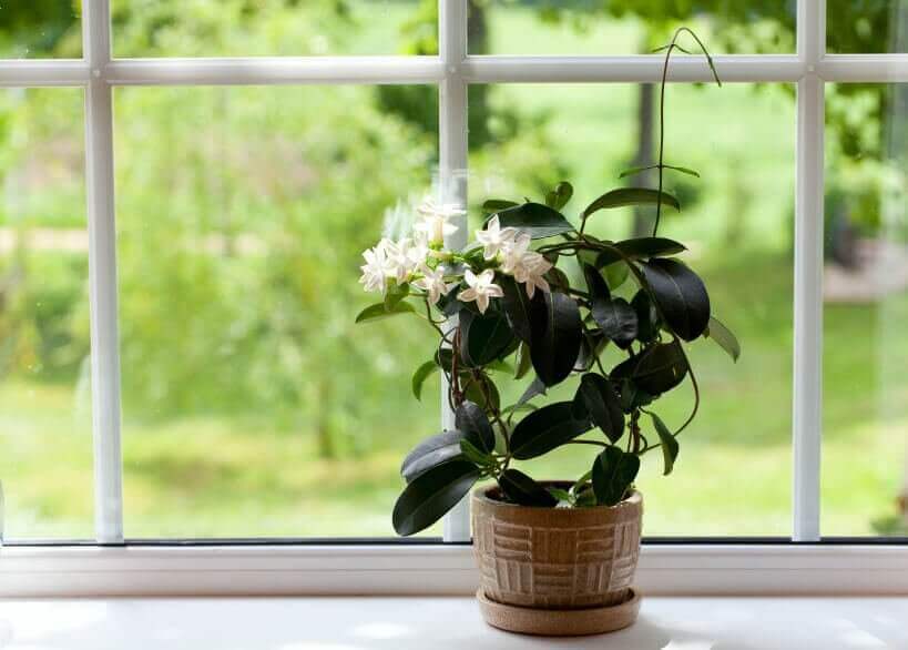 pencere önünde saksı bitkisi