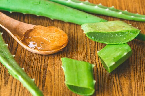 aloe vera bitkisi ve jeli