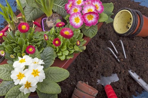 Bahçenizde Kolayca Yetiştirebileceğiniz 10 Bitki