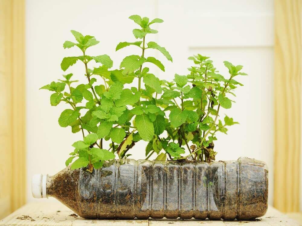 plastik şişe ile saksı