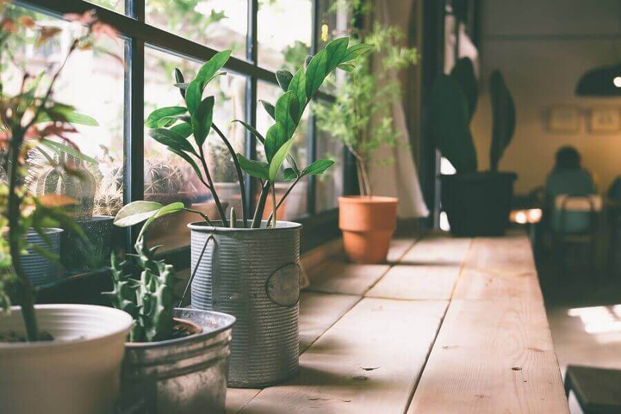 cam önünde saksı bitkileri