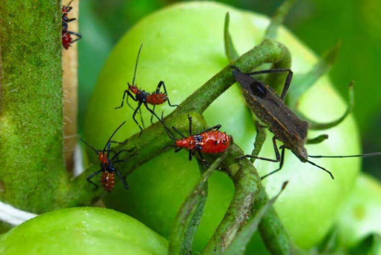 Böceklerden Kurtulmak İçin 5 Zehir