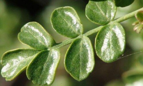 copalchi bitkisi ve yaprakları