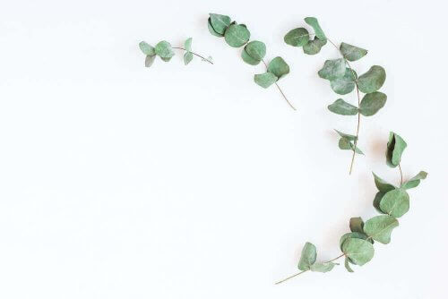 diyabet için şifalı bitkiler arasında olan okaliptüs