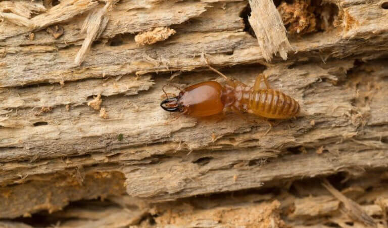 termitler