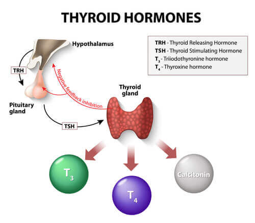 hormon şeması