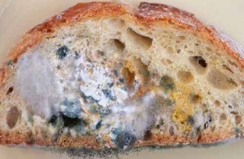 küflü ekmek