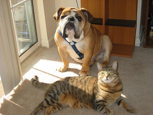 kedi köpek