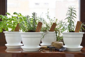 Aromatik Bitkiler: Kendi Aromatik Bahçenizi Oluşturun