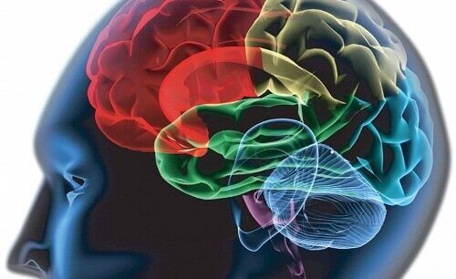 beyin görselinde renklendirilmiş bölümler
