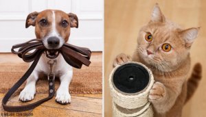 Sizin İçin En Yararlı Evcil Hayvanı Öğrenin