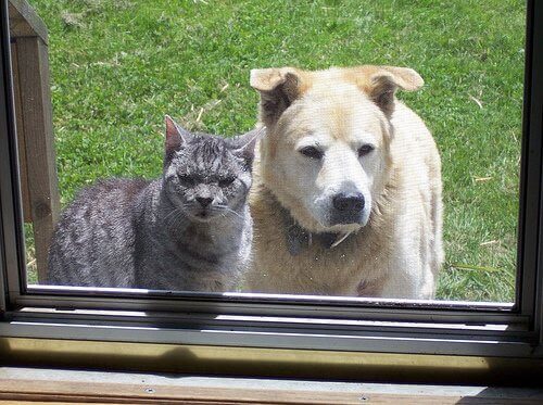 içeri bakan kedi köpek