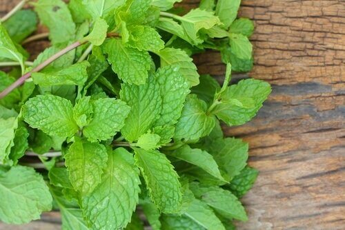 taze nane yaprakları