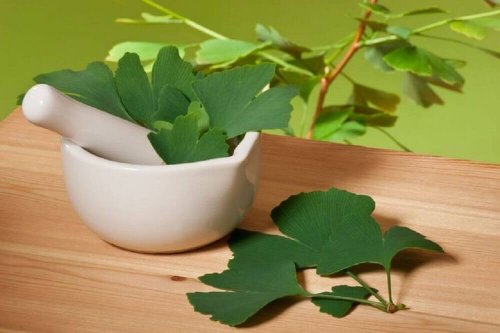 gingko biloba mabet ağacı afrodizyak