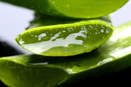kesik aloe vera