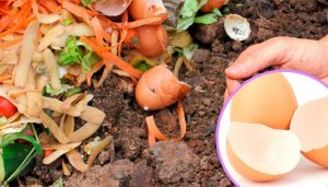 Yumurta Kabuklarının 5 Alternatif Kullanımı