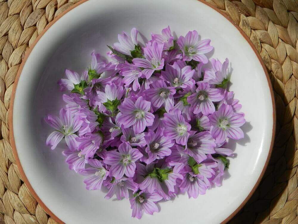 ebegümeci