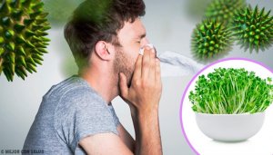 Alfalfa Yemenin 6 Faydası