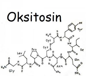 Oksitosin Hormonu Nedir?