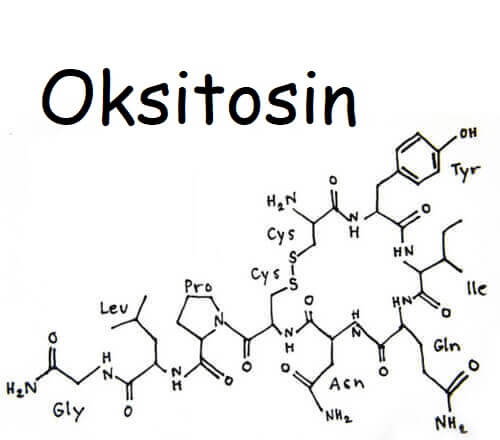 Oksitosin Hormonu Nedir?