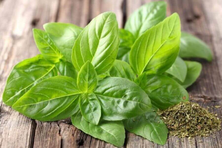 fesleğen aroması